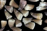 Lot: - Fossil Mosasaur Teeth - Pieces #92382-1